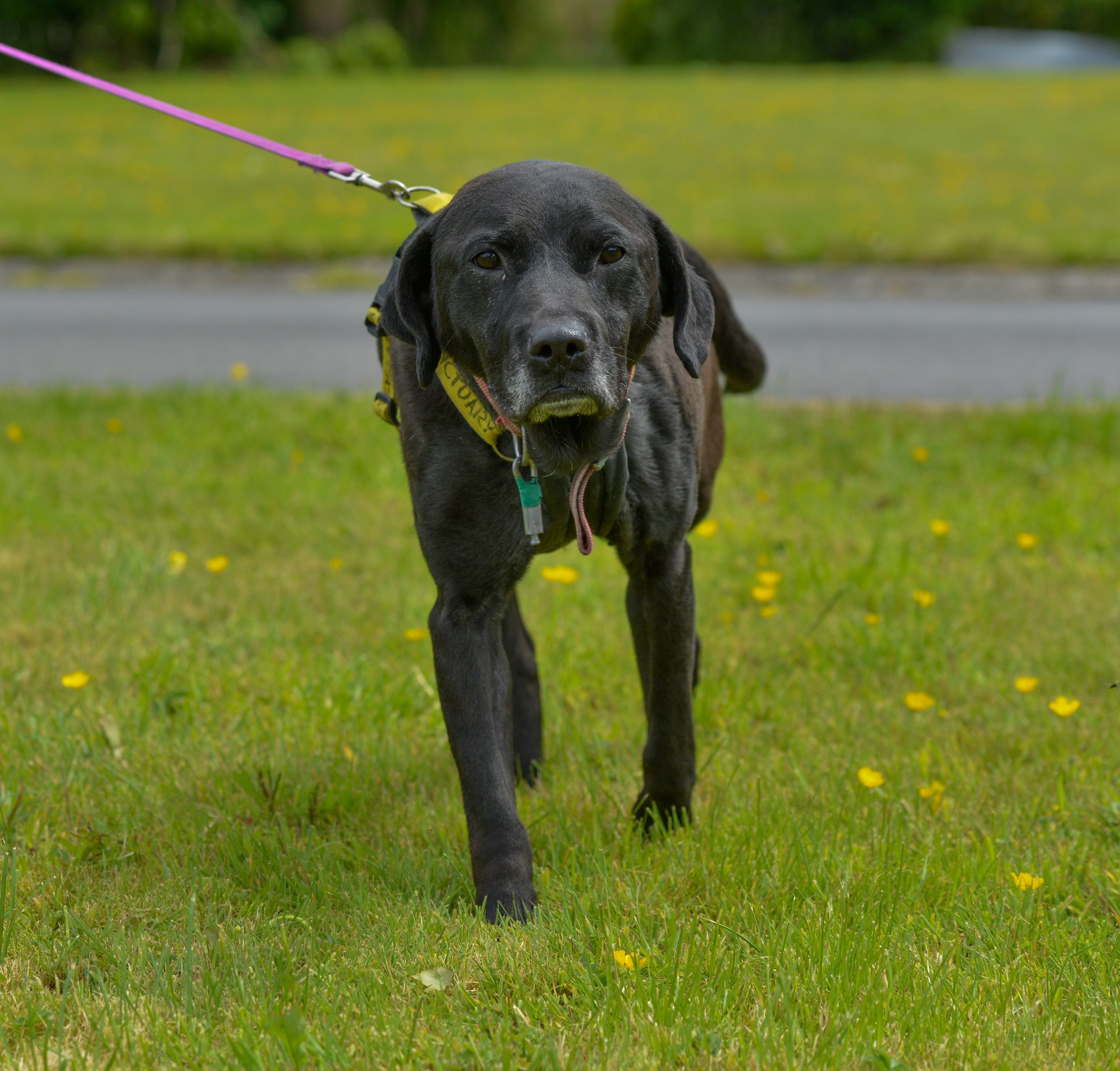 Bella - Almost Home Animal Rescue NI