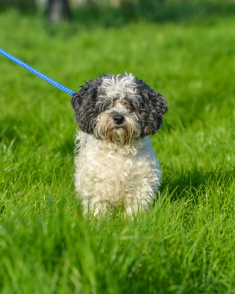 Buster - Almost Home Animal Rescue NI