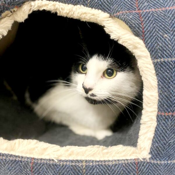 Cats and Kittens looking for new homes - Almost Home Animal Rescue NI